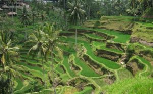 Ubud Tegallalang Rice Terraces