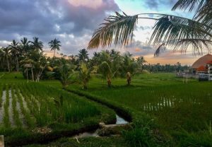 ubud bali travel guide for solo travelers backpackers 2017